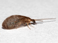 Sympherobius pygmaeus